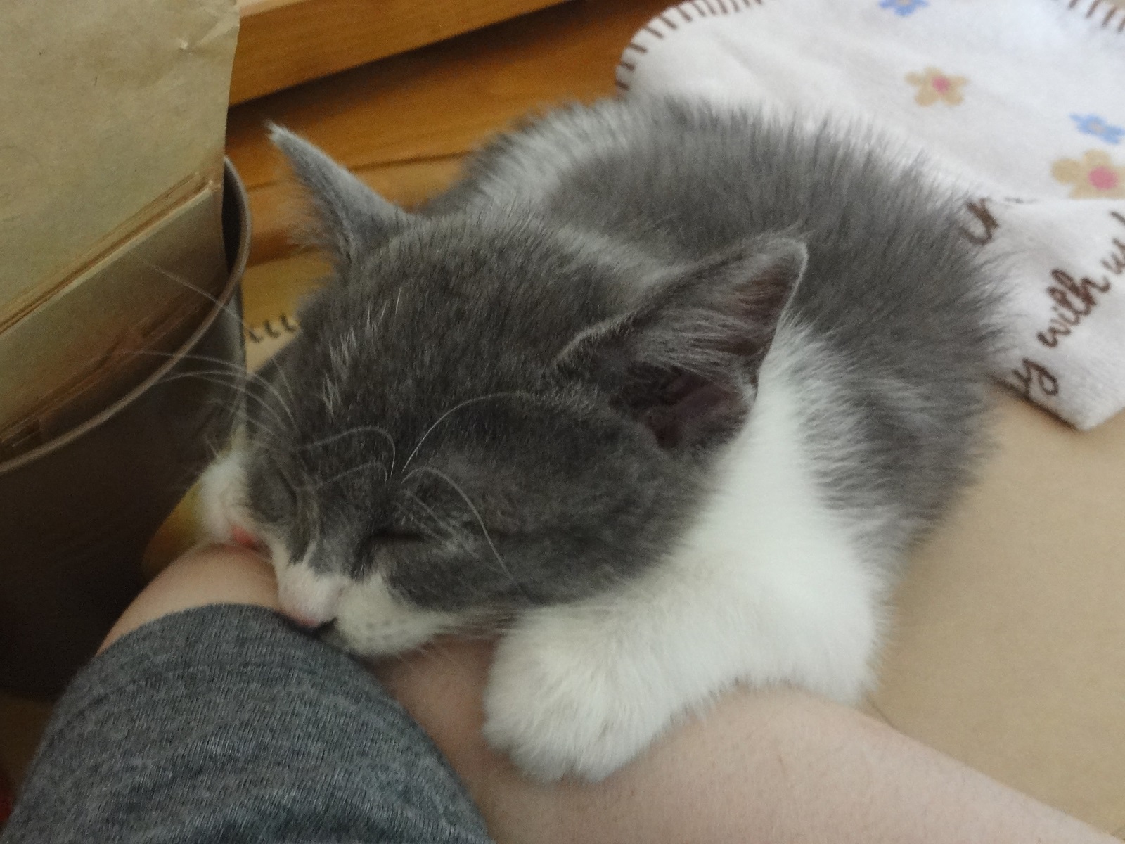 腕にひっついて眠っている子猫の写真