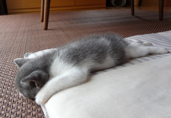 昼寝をしている子猫の写真