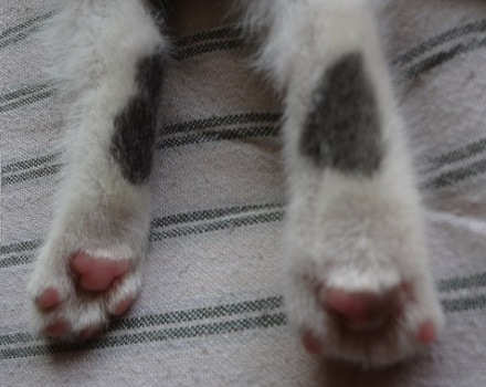 子猫の足の模様を写した写真
