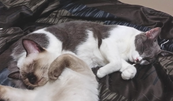 仲良く眠っている猫たちの写真