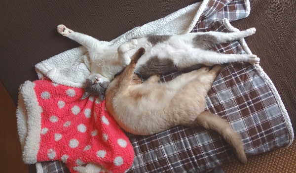 伸び伸びと眠っている猫たちのようす