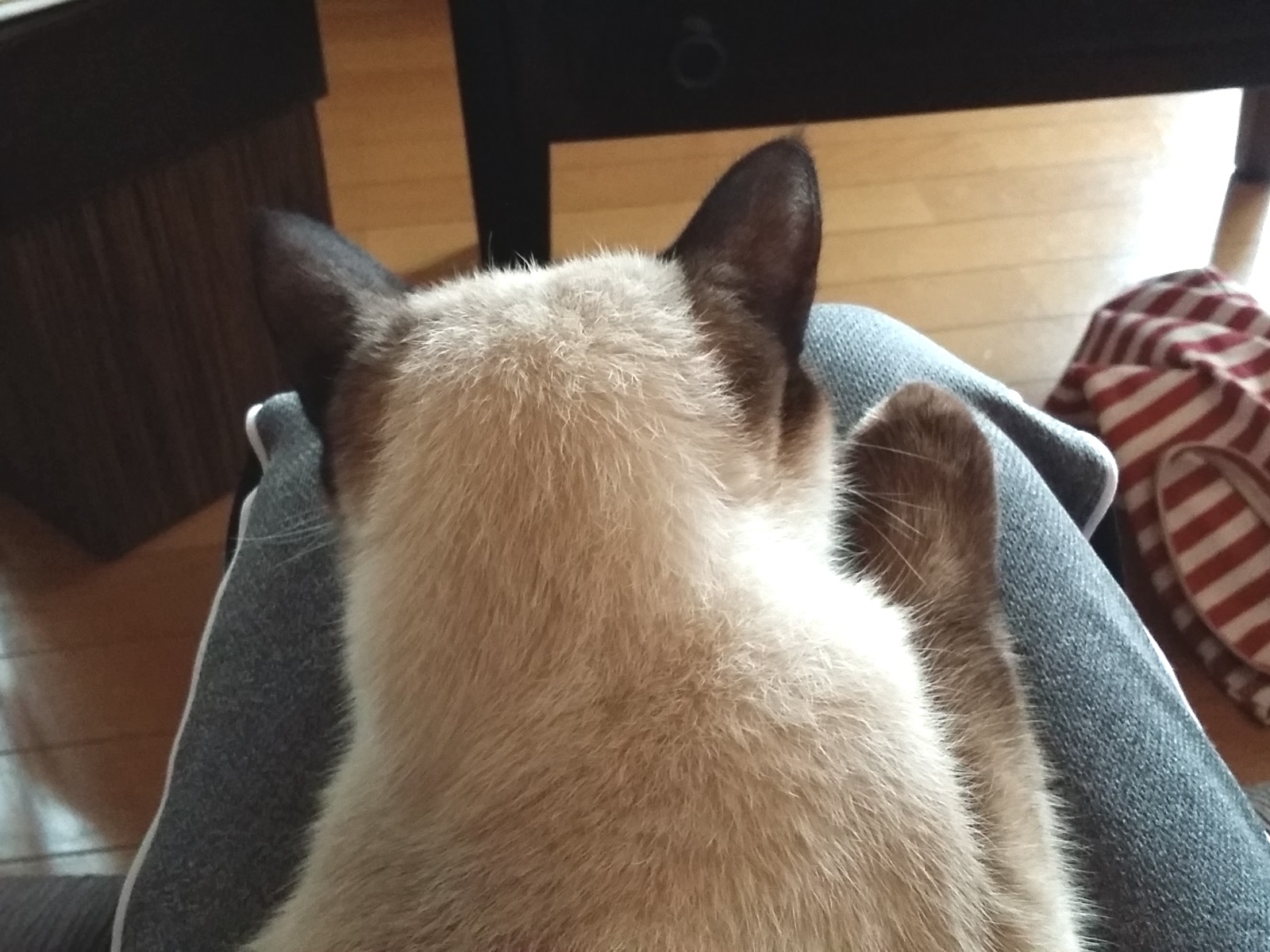 膝に乗って甘えている猫の写真