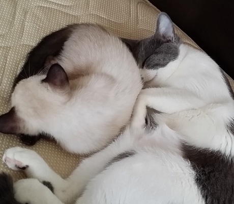 子猫と引っ付いて眠る先住猫のようす
