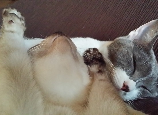 両手を上げて眠っている子猫の写真