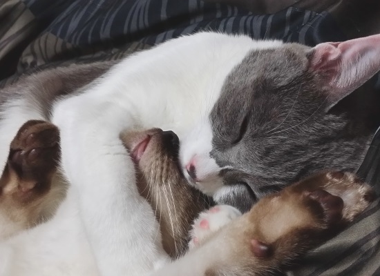 子猫を抱きしめて眠っている先住猫のようす