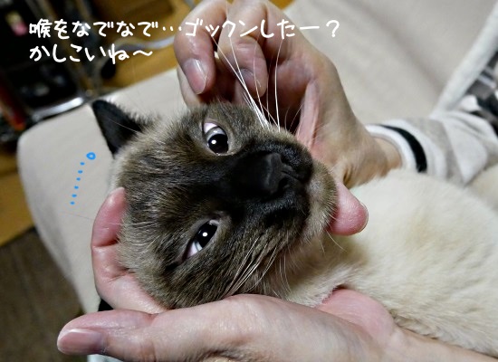お薬を飲まされて驚いた顔の猫の写真