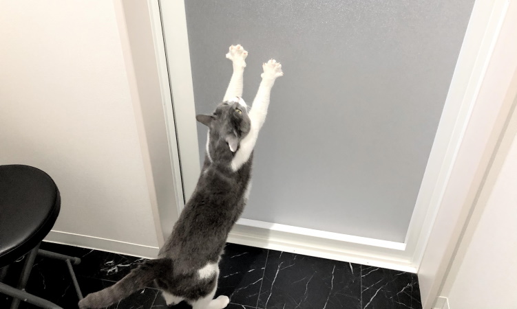 浴室ドアと猫
