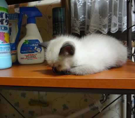 脱衣所の棚で眠っている子猫の写真