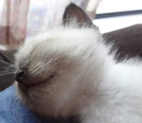 眠っている子猫の写真