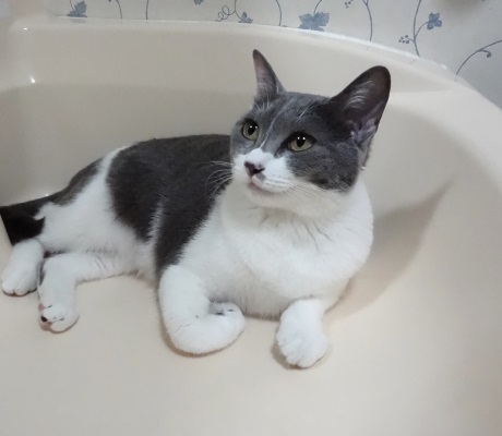 洗面所にいる先住猫の写真