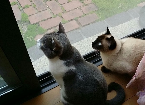 中庭に侵入者を見つけて警戒する猫たちの写真