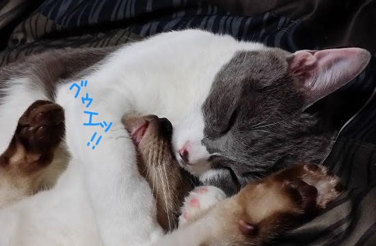 子猫を抱きしめて寝ているお姉さん猫の写真