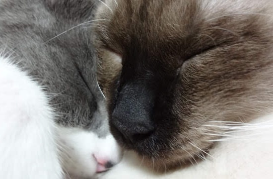 顔をひっつけて寝ている猫の写真