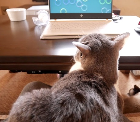 パソコンを見ている猫の写真