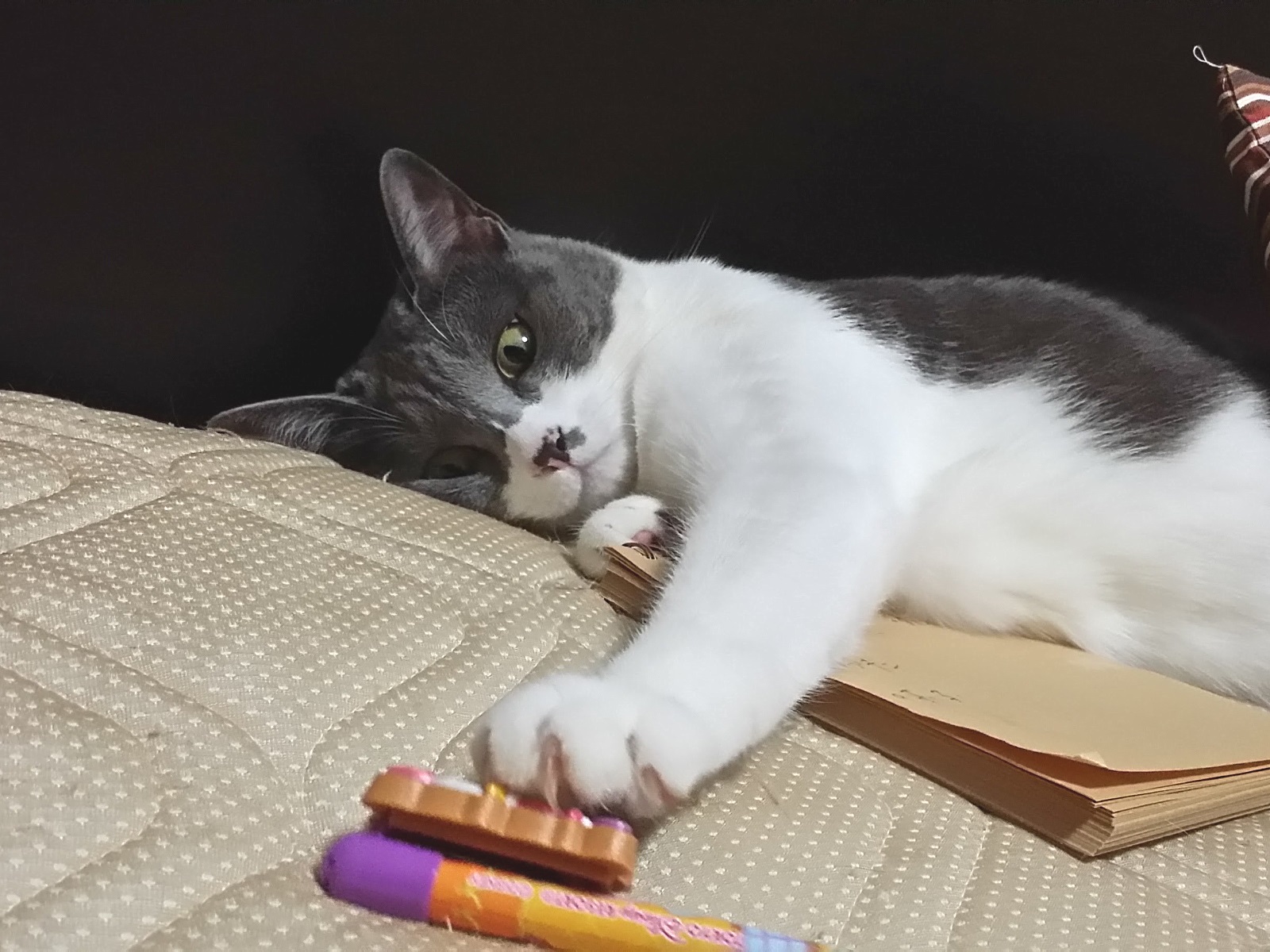 ペンで遊ぶ猫の写真