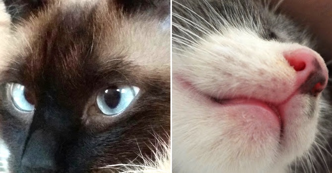 猫たちの顔をアップで撮った写真