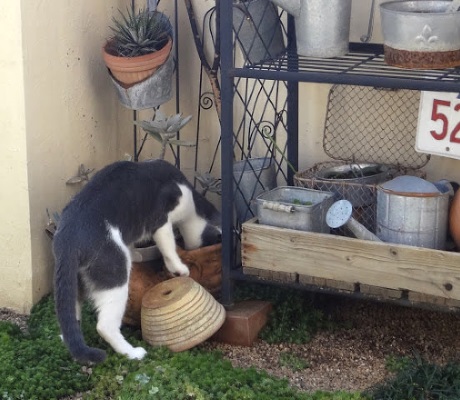 鉢を覗いている猫の写真