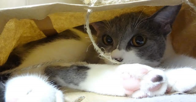 紙袋に入って遊ぶ猫の写真