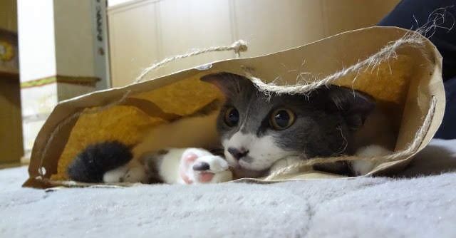 紙袋に入って遊ぶ猫の写真